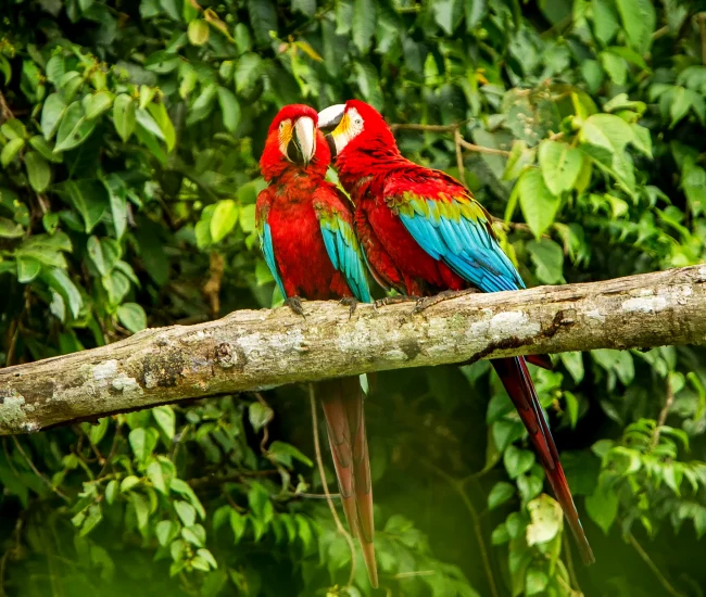 Colorful Macaws in Tambopata, Peru | Conde Travel Adventures Vibrant macaws feeding on clay lick in the Tambopata National Reserve, Peru | Conde Travel Adventures