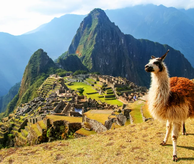 Iconic llama in front of the stone ruins of Machu Picchu surrounded by Andean peaks in Peru | Conde Travel Adventures Llama with View of Machu Picchu, Peru | Conde Travel Adventures