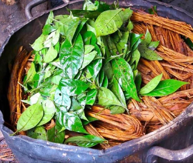 Ayahuasca vine and chacruna leaves for ceremony in Peru | Conde Travel Adventures Ayahuasca vine and chacruna leaves used in traditional brew in Peru | Conde Travel Adventures